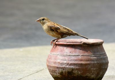 Close-up of bird perching outdoors