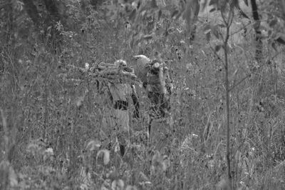 Close-up of sheep on field