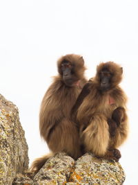 Closeup portrait of two gelada monkey theropithecus gelada cuddling together, ethiopia.