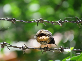 Close-up of caterpillar on metal fence