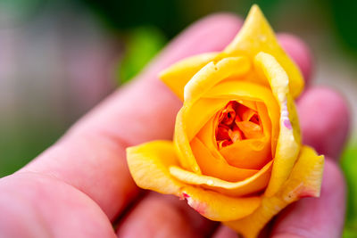 Close-up of yellow rose flower