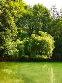 Trees by lake in forest