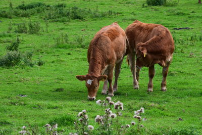 Cows standing on grassy field