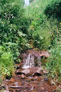 Scenic view of waterfall in forest