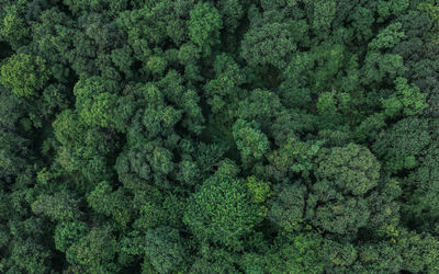 Aerial top view of green trees in forest. drone view of dense green tree captures co2. green tree