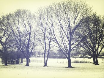 Bare trees on landscape