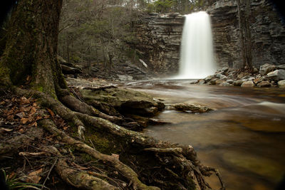Scenic view of waterfall in forest