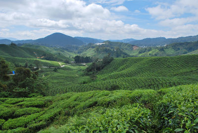 Scenic view of agricultural field against sky