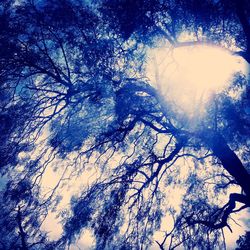 Low angle view of bare trees against sky