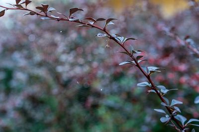 Close-up of flower tree