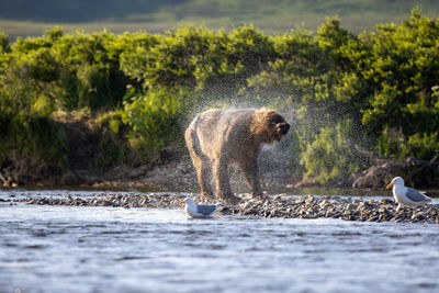 Side view of woman standing in water