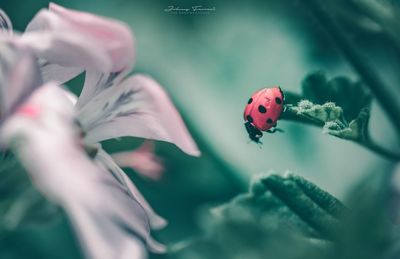 Close-up of ladybug on flower