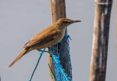 Close-up of bird perching on wooden post