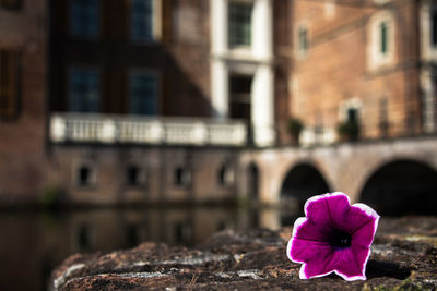 Close-up of pink flowering plant against building