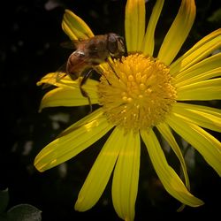 Close-up of honey bee on yellow flower