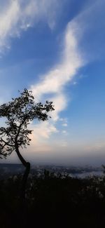 Silhouette tree against sky during sunset