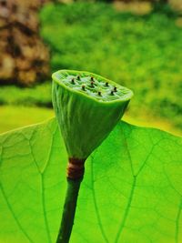 Close-up of green leaf on plant