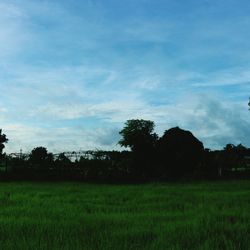 Trees on field against sky