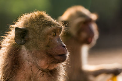 Close-up of long-tailed macaque in zoo