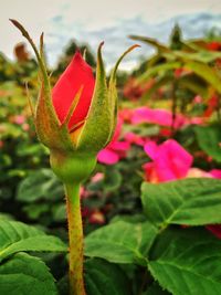 Close-up of red flower