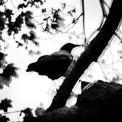 Low angle view of bird perching on tree against sky