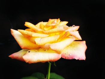 Close-up of yellow flower against black background