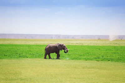 Horse in a field