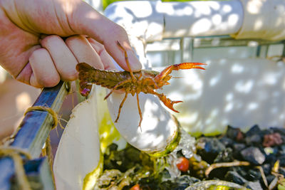 Cropped image of person holding lobster