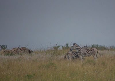 View of zebras on field against sky