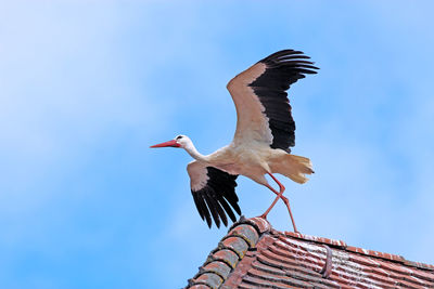 Low angle view of bird against sky