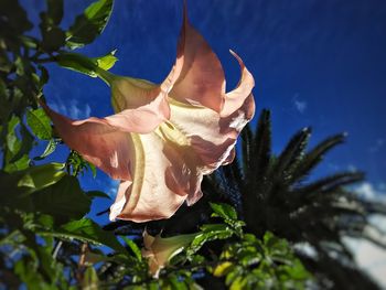 Close-up of flower growing on tree against sky