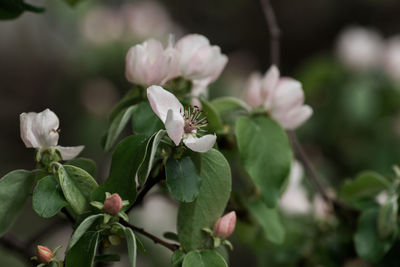 Close-up of flowering plant