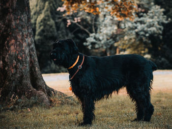 Black dog standing on field