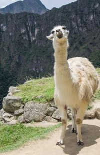 White llama standing against mountain