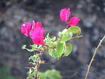 Close-up of pink flowers