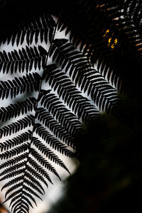 Close-up of fern leaves against building
