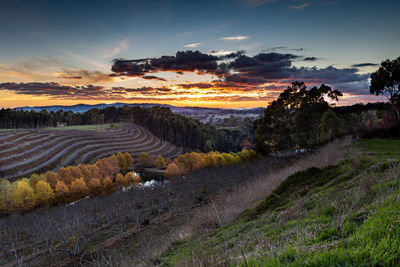 Scenic view of agricultural field against sky during sunset