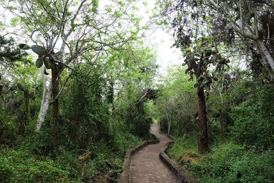 Dirt road amidst trees in forest