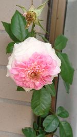 Close-up of pink rose blooming outdoors