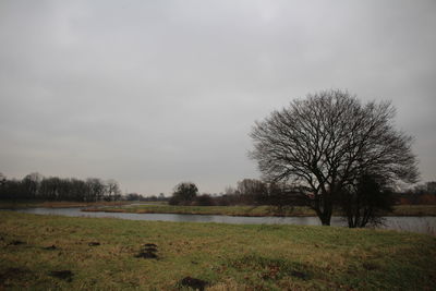 Trees on field against sky