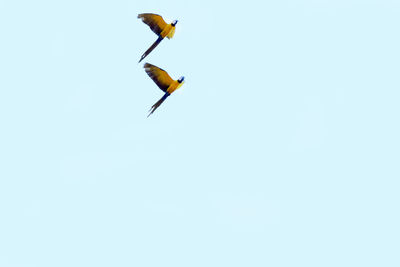 Low angle view of bird flying against clear sky