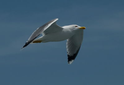 Low angle view of bird flying against sky