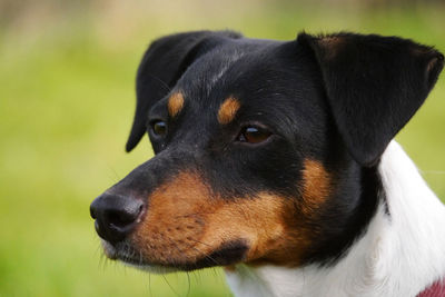 Close-up of ratonero bodeguero andaluz