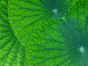 Green lotus leaf texture