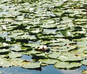 High angle view of lotus water lily in pond