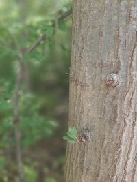 Close-up of lizard on tree trunk