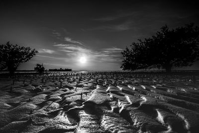 Surface level of trees on field against sky at sunset