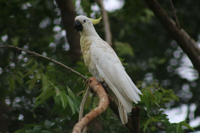 Low angle view of bird perching on branch