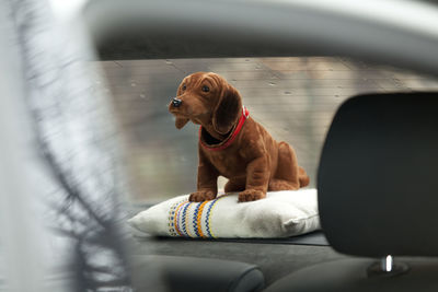 Dog looking away while sitting in car