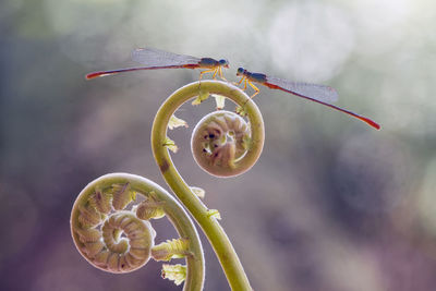 Damselflies on beautiful plants